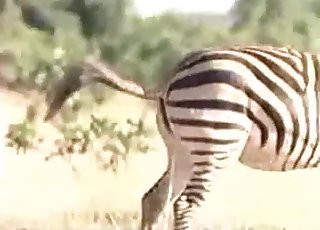 Zebra showing off its hot body here