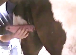 Two horse have awesome sex in the barn