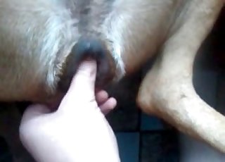 Pervezni animal porno