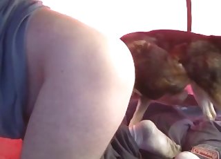 Doggy nicely licks and sniffs her snatch