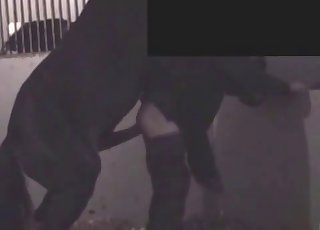 Real stallion and farmer fuck in doggy pose