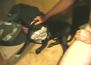 Sexy black doggy and crazy zoo lovers