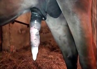 Awesome small pony is enjoying bestiality XXX - Zoo Zoo Sex Porn Tube 