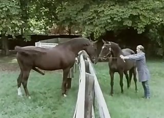 Awesome horses are screwing in doggy style
