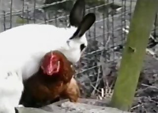 Stunning rabbit trying to fuck a cock
