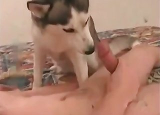 Joue avec la chatte chaude de la chienne, texture humide et peau luisante de sueur