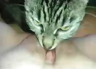 Porn Zoo Cats Fuck