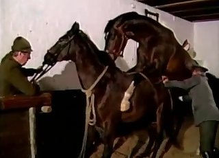 Two sexy-ass horses are about to fuck