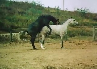 Beyaz at diğer atın göbeğini yalar, dilin kaygan hareketi ve sıcak nefes hissediliyor.