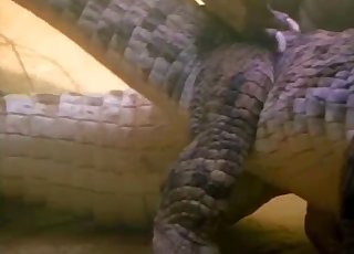 Two crocodiles are screwing underwater