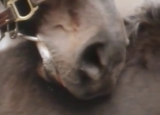 Horse lust is very real, enjoy this vid