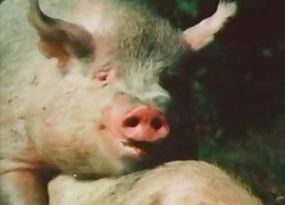 Pig Videos / Zoo Zoo Sex Porn Tube / Most popular Page 1