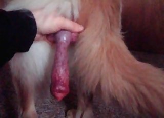 Take a look at this huge doggy boner