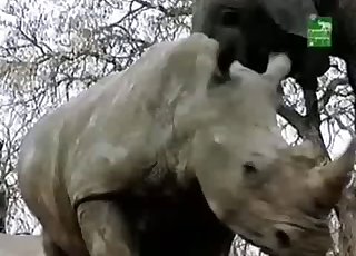 Elephants Videos / Zoo Zoo Sex Porn Tube / Most popular Page 1