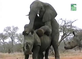 Elephant Dick Videos