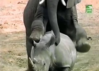 Outdoors sex session of the elephants