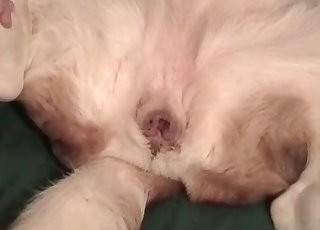 Cute white animal in amazing bestiality