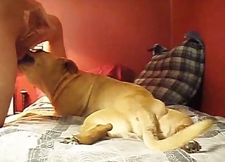 Hound is trying the taste of my dick