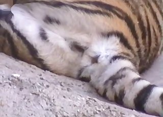 Check out that big, big kitty here