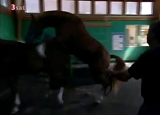 Twisted bestiality with animals only