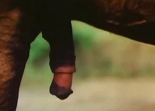 Two amazing stallions have amazing sex