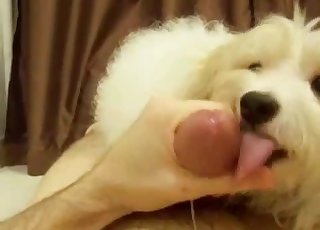 Dog with pretty eyes gives head in POV