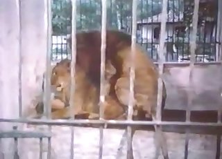 Big kitty teasing you on camera