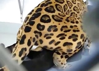 Vous allez adorer cette vidéo zoophile sauvage et passionnée