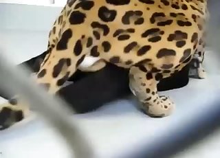 You're gonna love this vicious zoo vid