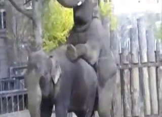 Porno elephant Elephant porn