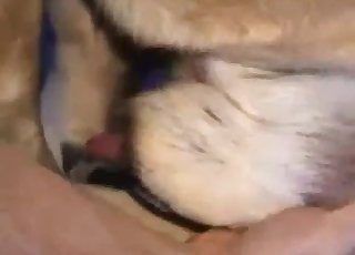 یہ اب تک کی سب سے گرم زوبوسٹلیٹی ویڈیو ہے