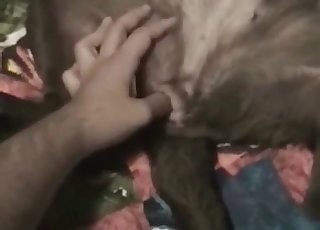 Stunning black doggy in filthy bestiality