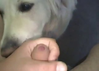 Wide-eyed dog sucking cock in POV