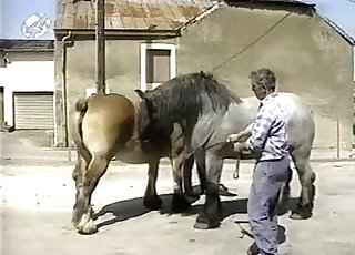 Muscled horses have awesome doggy style