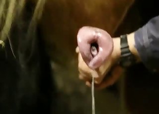 Sexy and massive dick of a brown horse