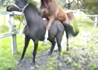 Fucking horses