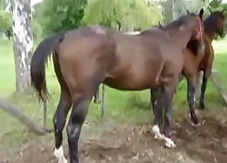 Two hot brown horses have awesome sex