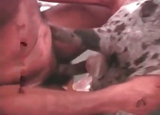 Dalmatian enjoying a passionate scene here