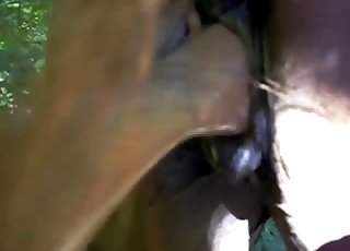 말의 촉촉하고 아름다운 새끼는 사랑스러운 장소입니다