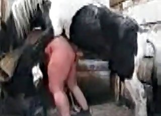 Hardcore horse banging doggy style