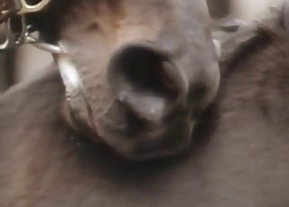 Horse lust is very real, enjoy this vid