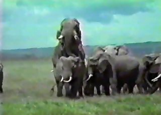 Xxx Elephant Sex Video - Amazing wild elephants having amazing sex - Zoo Zoo Sex Porn Tube