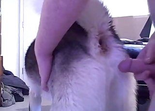 Pulsating dog hole gets fucked by a dude