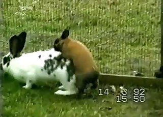Two cute rabbits having wild sex in barn