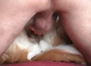 Horny dog gets all the sex it needs