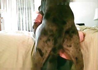 Impresivní bestialita na velké posteli s detailní texturou a vlhkým leskem