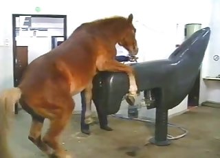 這匹高大種馬雖然眼神不太靈光，但充滿野性魅力