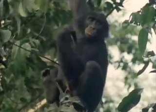 Zoofilia Con Monos - Mono Videos / Zoo Zoo Sex Porn Tube / Lo mÃ¡s popular PÃ¡gina 1