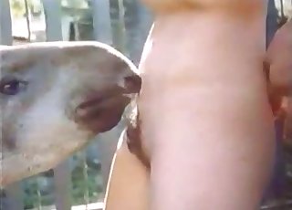 Animals porn tube