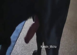 Impressive black doggy is getting tons of pleasure